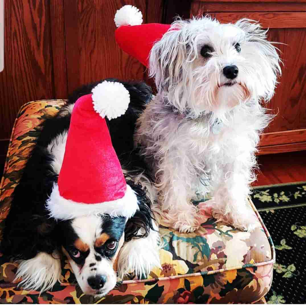 2018-12-25 Guss and Pepper.jpg
